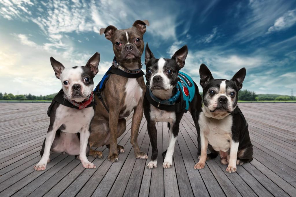 team composite image of 4 therapy dogs standing or sitting together on a wooden deck that fades off into a greenbelt and blue sky background.
