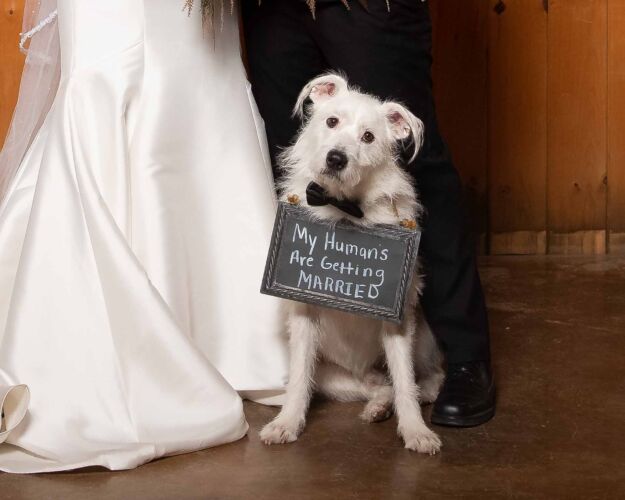 Dog in a wedding photo