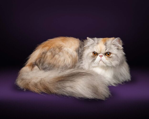pet portraits tulsa527