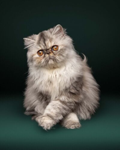 sweet kitty cat sitting on a green platform for his cat show photoshoot