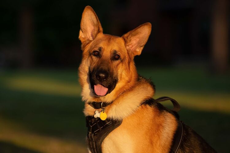 Marshall the german shepherd posing for a shot