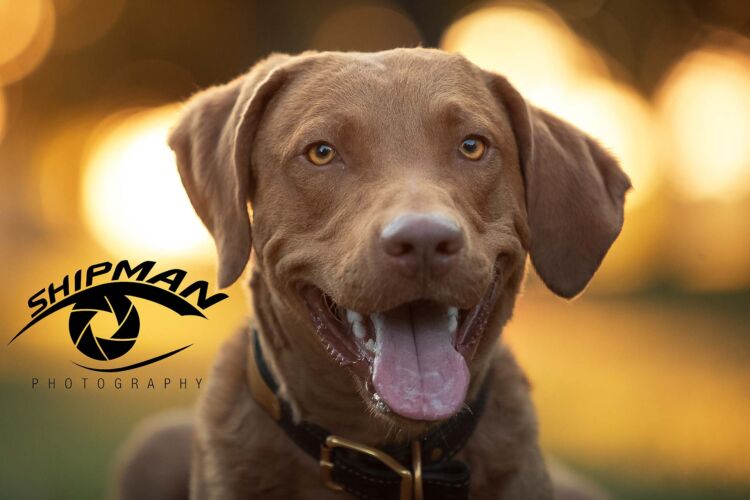 Happy dog smiling for his pet portraits in a Tulsa park