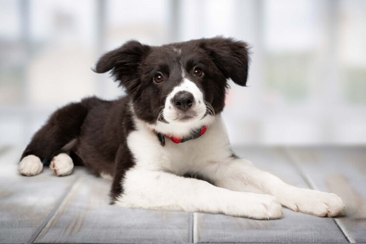 pet portraits tulsa555