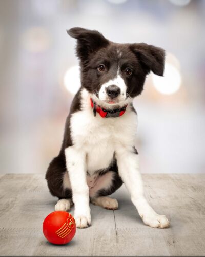 Cute border collie puppy with his favorite ball
