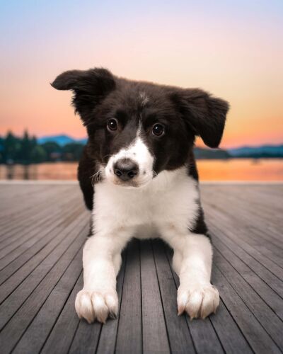 pet portraits tulsa557