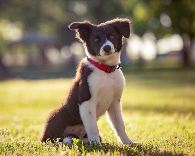 pet portraits tulsa558