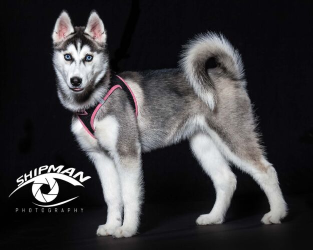 pet portraits tulsa568