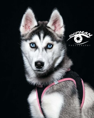 pet portraits tulsa569