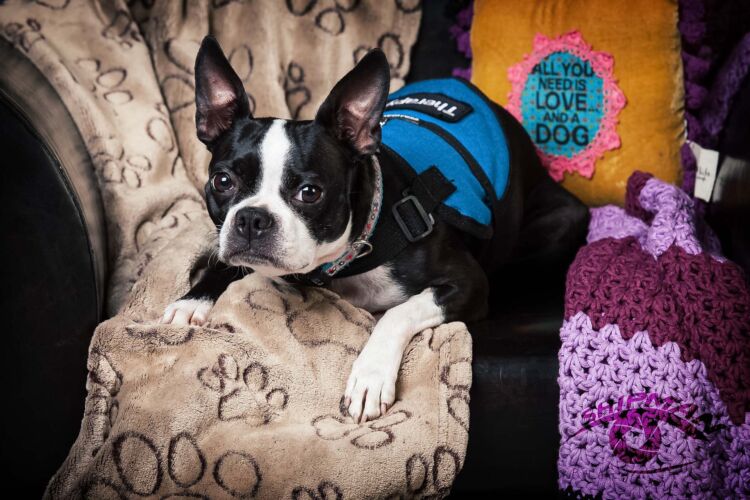 pet portraits tulsa572
