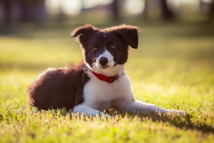 pet portraits tulsa576