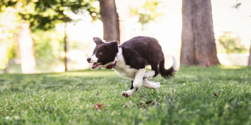 action photo of a border collie dog running in the park