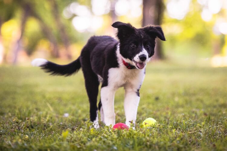 pet portraits tulsa578