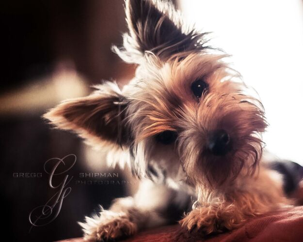 pet portraits tulsa585