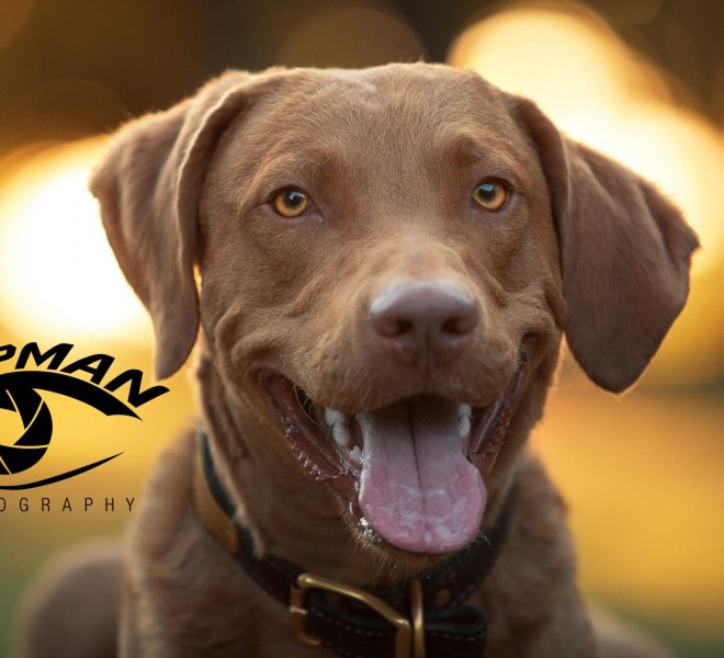 Dog portrait Tulsa
